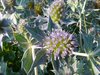 Sea Holly (Wangerooge Beach(