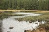 Forest loch