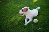Lucky dog