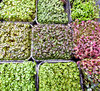 vegetable sprouting variety