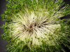 vegetable sprouting variety