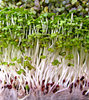 vegetable sprouting variety