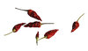Chilli peppers