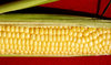 Corn 1
