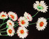 Flowers on black 4