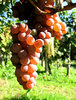 Fresh grapes 2