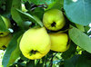 Fruit tree in autumn 1