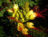 Dragon flower