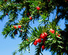 Red berries 1