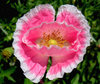 Poppy collection 2