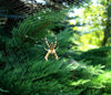 Spider and web