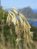 Grass seed head
