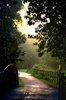 Morning Mist