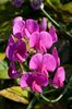 Sweet pea flowers