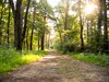 summer forest
