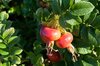 Rosehips