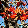 fiery fingers