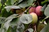 Plums on tree