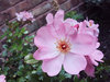 Pink hues