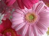 Pink flowers