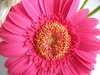 Pink Flowers