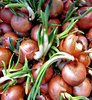 shooting onions