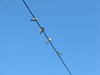 swallows on the wire