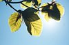 Sun through the leaves