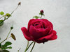 Red Velvet Rose