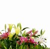Lillies