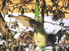 Hungry sparrow