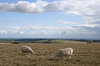 Sheep and clouds