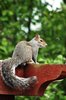 Grey squirrel