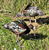 glossy ibises