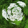 Wildflower abstract