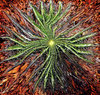 Cactus abstract