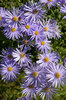 Autumn daisies