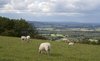 Downland sheep