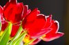 Tulips backlight