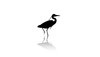 wallpaper Heron