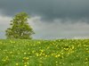 dandelion's and Storm clouds
