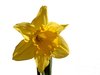 Daffodil isolated