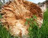 Dead wood