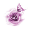rose and butterfly