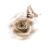 rose and butterfly