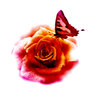 rose and butterfly