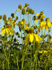 Flowers yellow