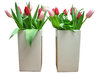 Tulips (Dutch Flowers)