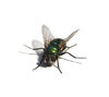 Fly
