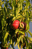 Peaches (France)